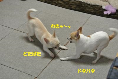 DSC_2525_convert_20140127112803.jpg