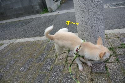 DSC_2569_convert_20140127112828.jpg