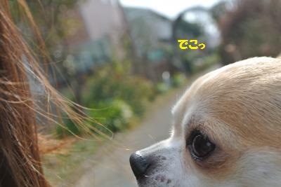 DSC_2572_convert_20140131111022.jpg