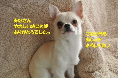 DSC_2664_convert_20140128111940.jpg