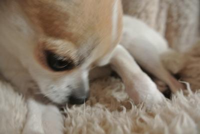 DSC_2691_convert_20140129110303.jpg