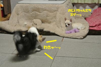 DSC_2716_convert_20140205115321.jpg