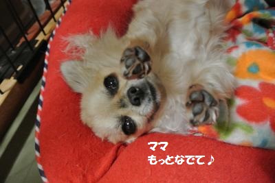 DSC_2726_convert_20140204103251.jpg
