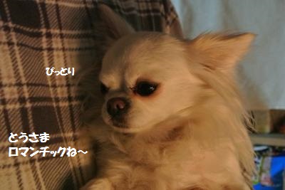 DSC_2747_convert_20140203104309.jpg