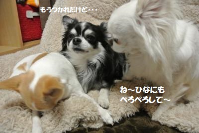 DSC_2759_convert_20140205115527.jpg