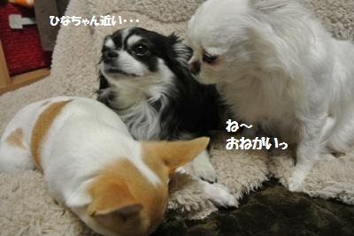 DSC_2760_convert_20140205115555.jpg