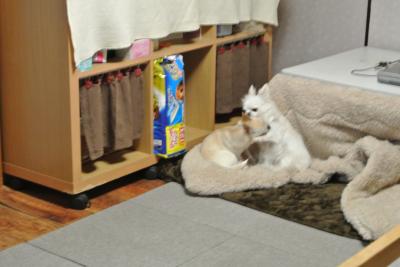 DSC_2770_convert_20140206094344.jpg