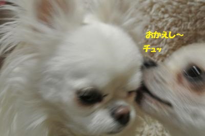 DSC_2803_convert_20140206094603.jpg