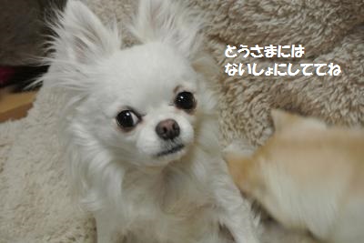 DSC_2804_convert_20140206094617.jpg