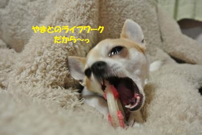 DSC_2817_convert_20140207101343.jpg
