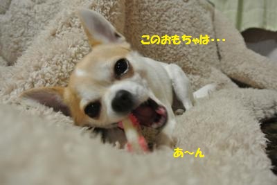 DSC_2819_convert_20140207101405.jpg