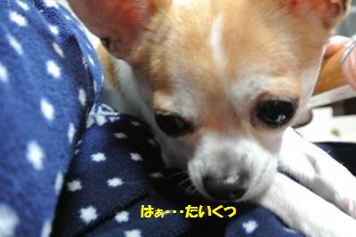 DSC_2866_convert_20140210095131.jpg