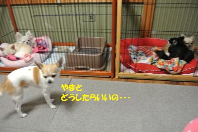 DSC_2875_convert_20140210131023.jpg