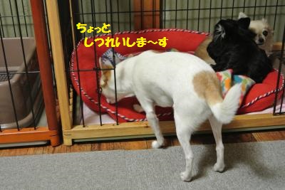 DSC_2879_convert_20140210131101.jpg
