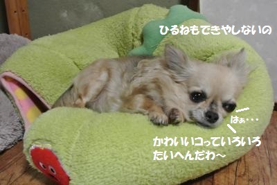 DSC_2903_convert_20140212130608.jpg