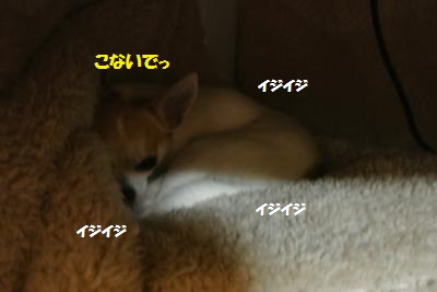 DSC_2910_convert_20140212130527.jpg