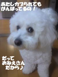 SN3U01150002_convert_20130401103101.jpg