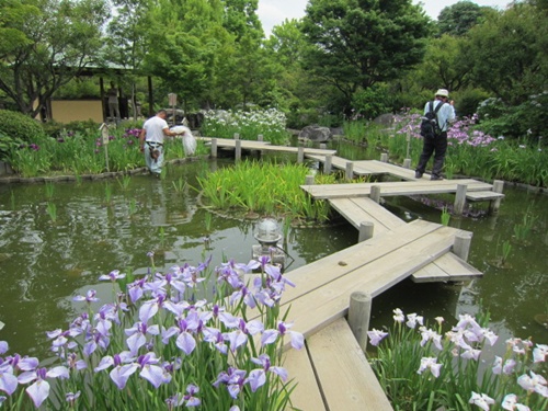 花菖蒲10