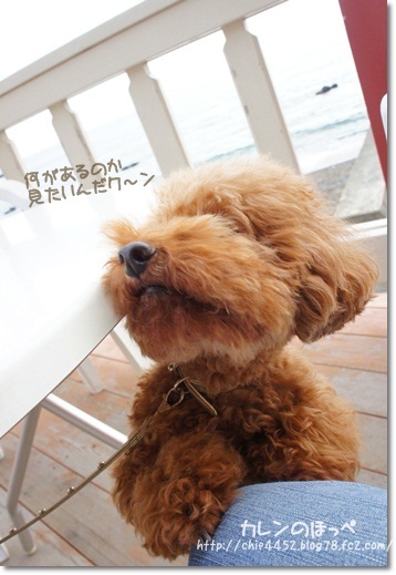どーしても見たい