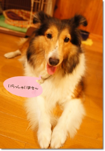 ナナちゃん お出迎え