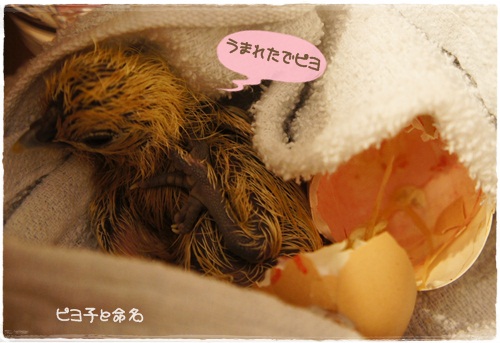 産まれたて