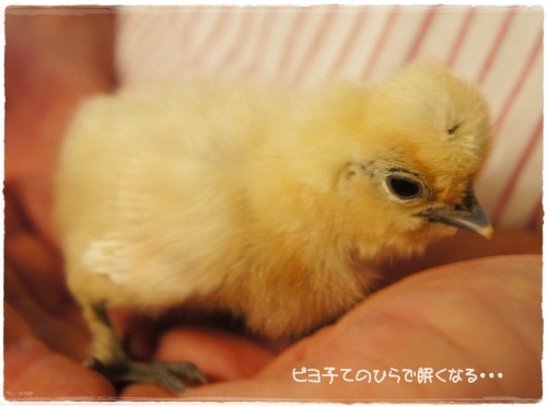 ネムネムピヨコ