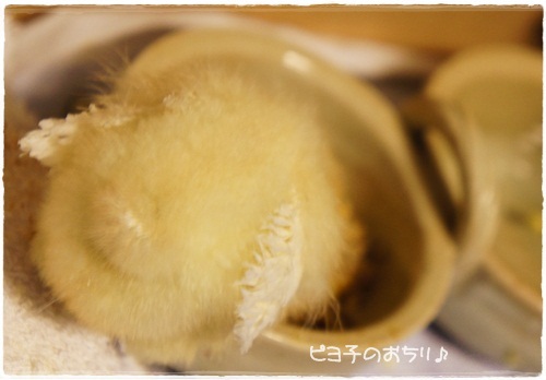 おちり
