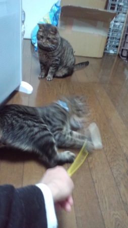 PAP_0278_201401291019483bc.jpg
