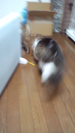 PAP_0312_201401291332379db.jpg