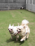 とのぴーも走る