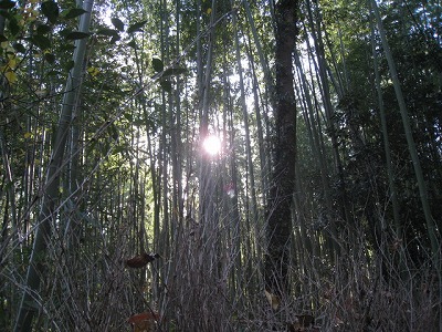 s-fuziIMG_5381.jpg