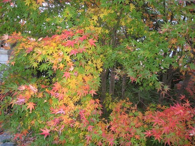 s-fuziIMG_5391.jpg