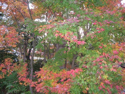 s-fuziIMG_5392.jpg