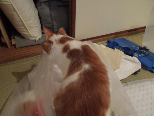 DSCN3069_convert_20130111152141の2
