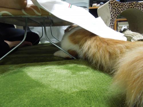DSCN3157_convert_20130114134735の2