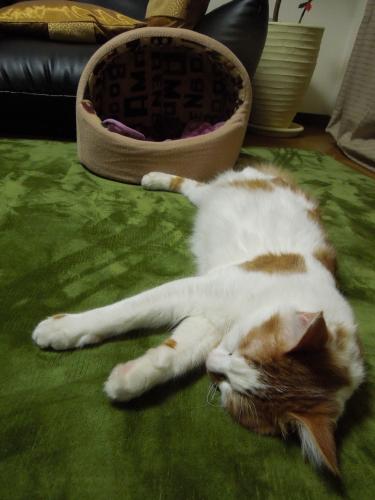 DSCN3298_convert_20130117091952の2