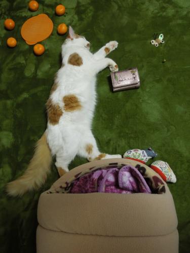 DSCN3301_convert_20130117092133の2