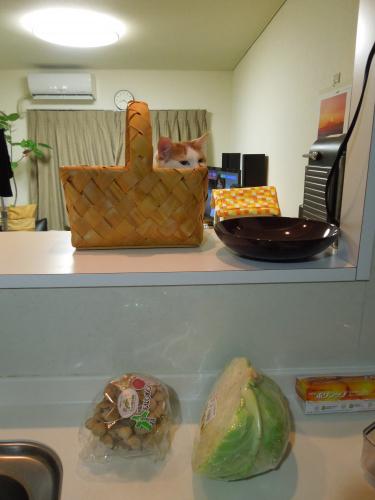 DSCN3306_convert_20130117091636の2