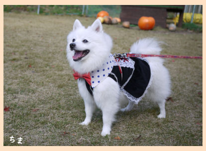 121118lily01.jpg