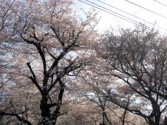 om00399.jpg