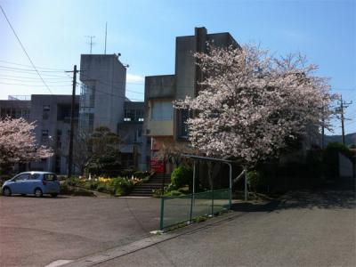 千葉の県道 桜
