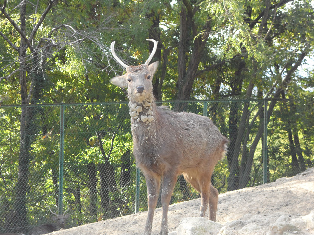 chichibu20120603.jpg