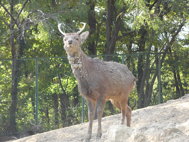 chichibu20120604.jpg