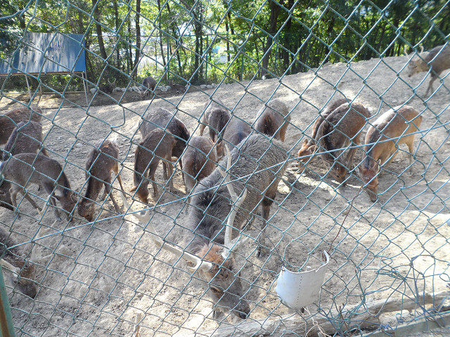 chichibu20120606.jpg