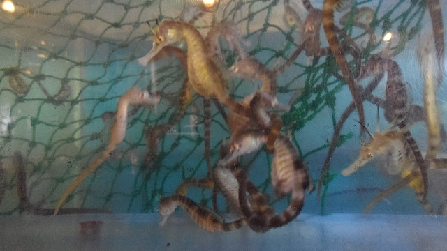 kagoshima20120162.jpg