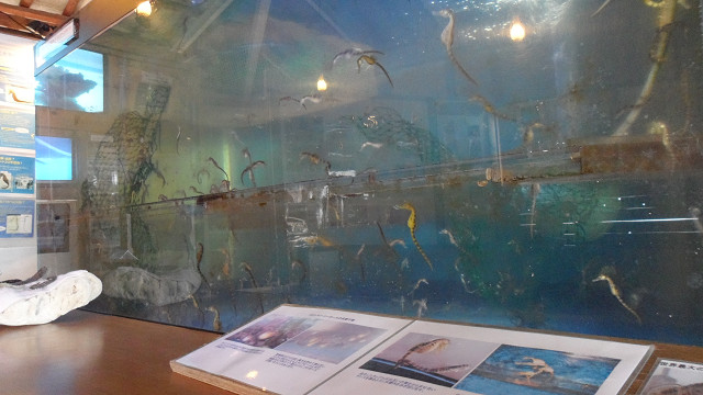 kagoshima20120169.jpg