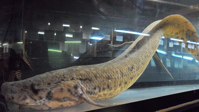 kagoshima20120253.jpg