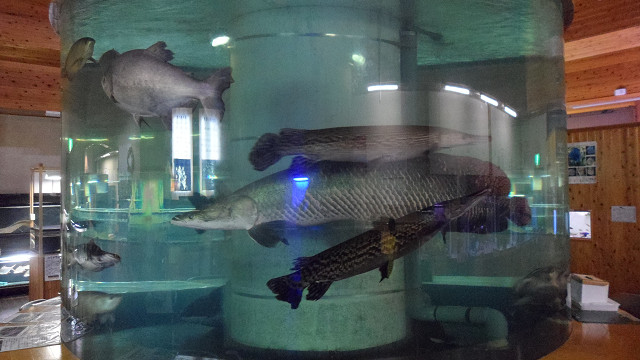 kagoshima20120264.jpg