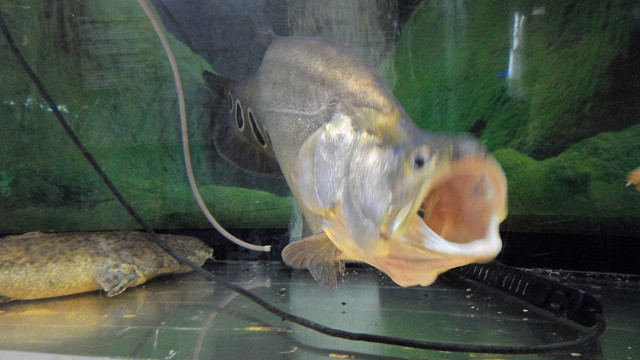 kagoshima20120265.jpg