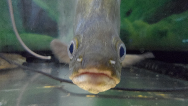 kagoshima20120266.jpg
